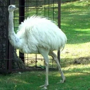 White Emus
